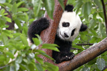 . . . Chengdu panda