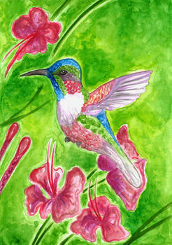 Hummingbird