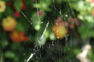 The Web