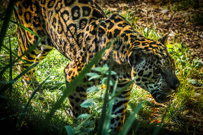 jaguar