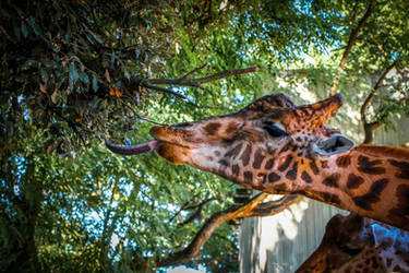 Girafe