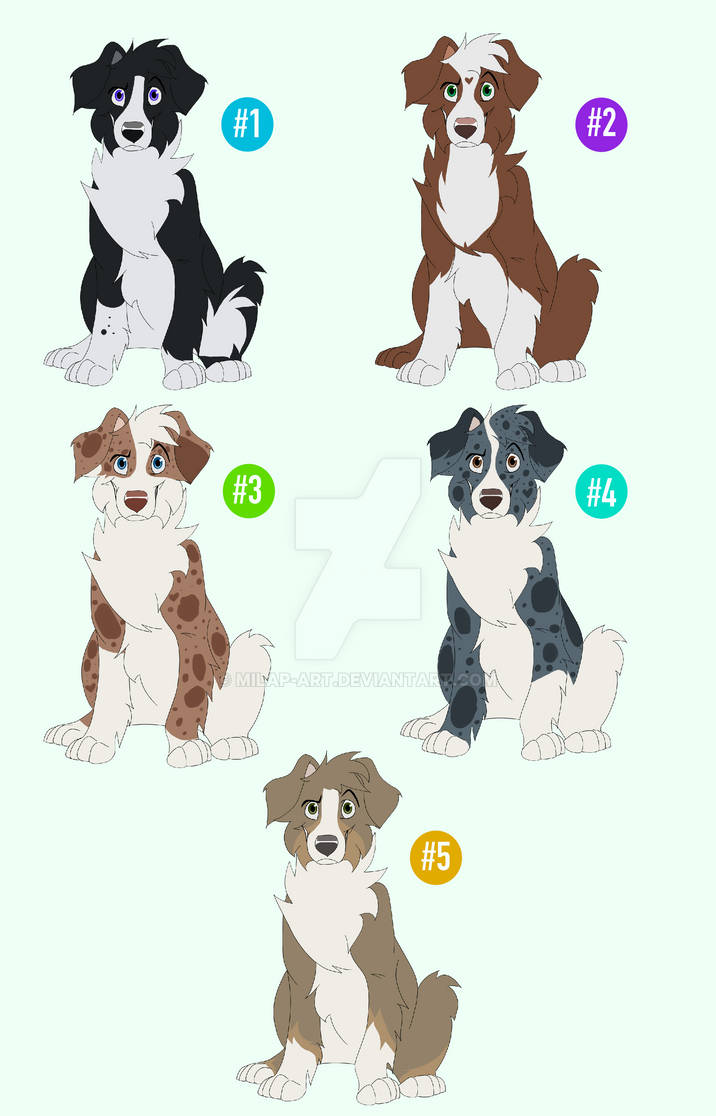 Closed - Border collie adopts by MilaP-Art on DeviantArt