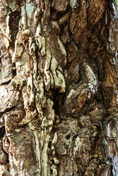 Bark