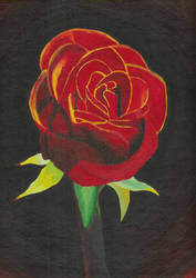 Rose in Acryllic