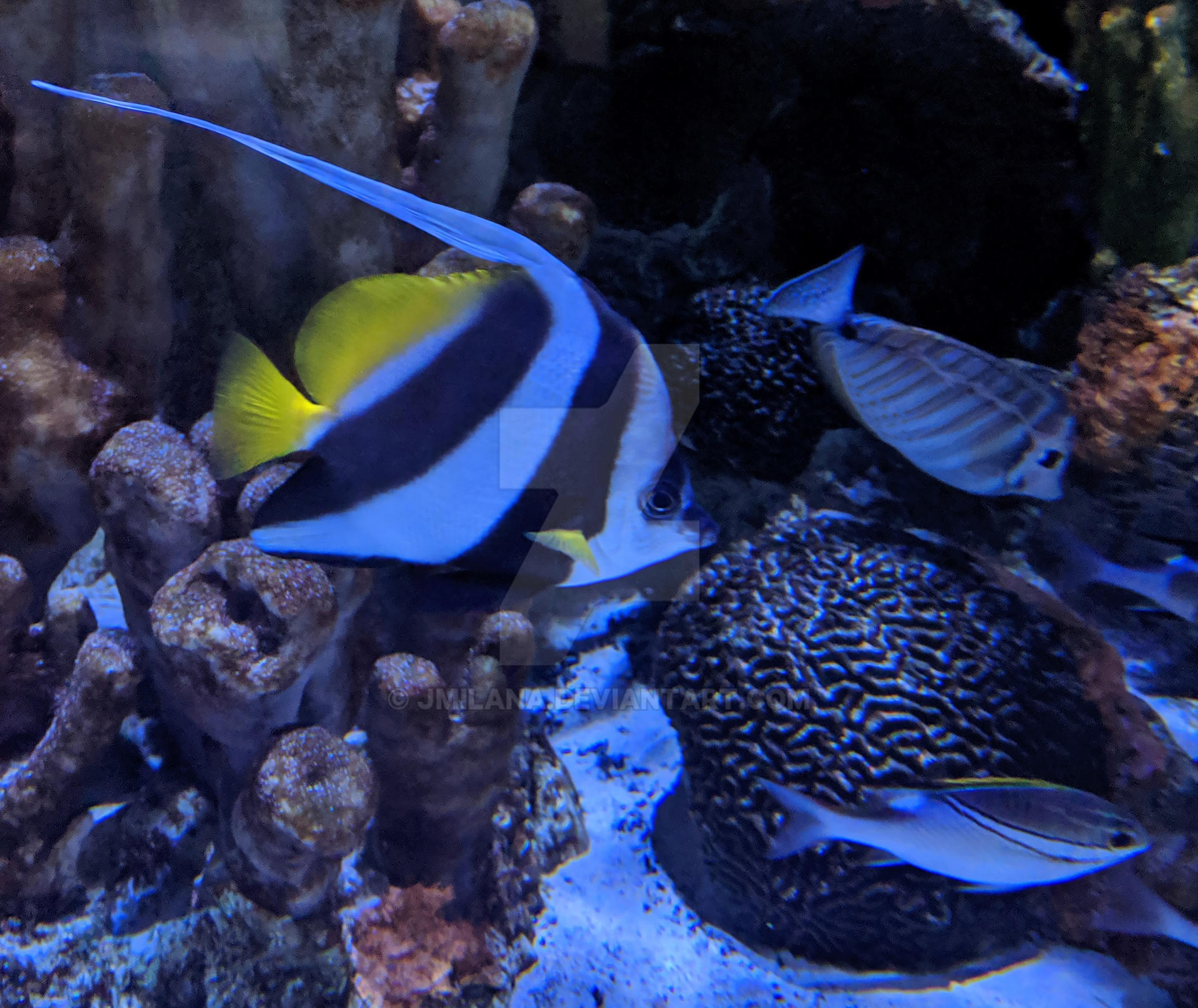 Schooling Bannerfish by jmilana on DeviantArt