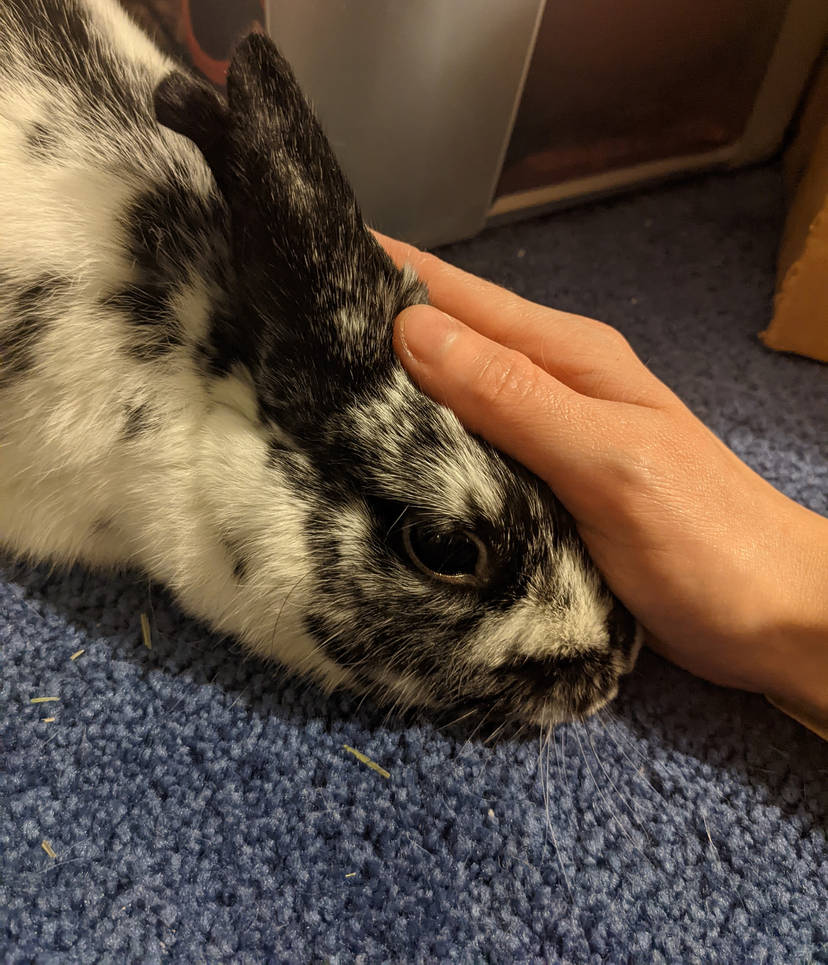 The Taming of the Rabbit by jmilana on DeviantArt