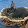 Another Bunny In A Basket