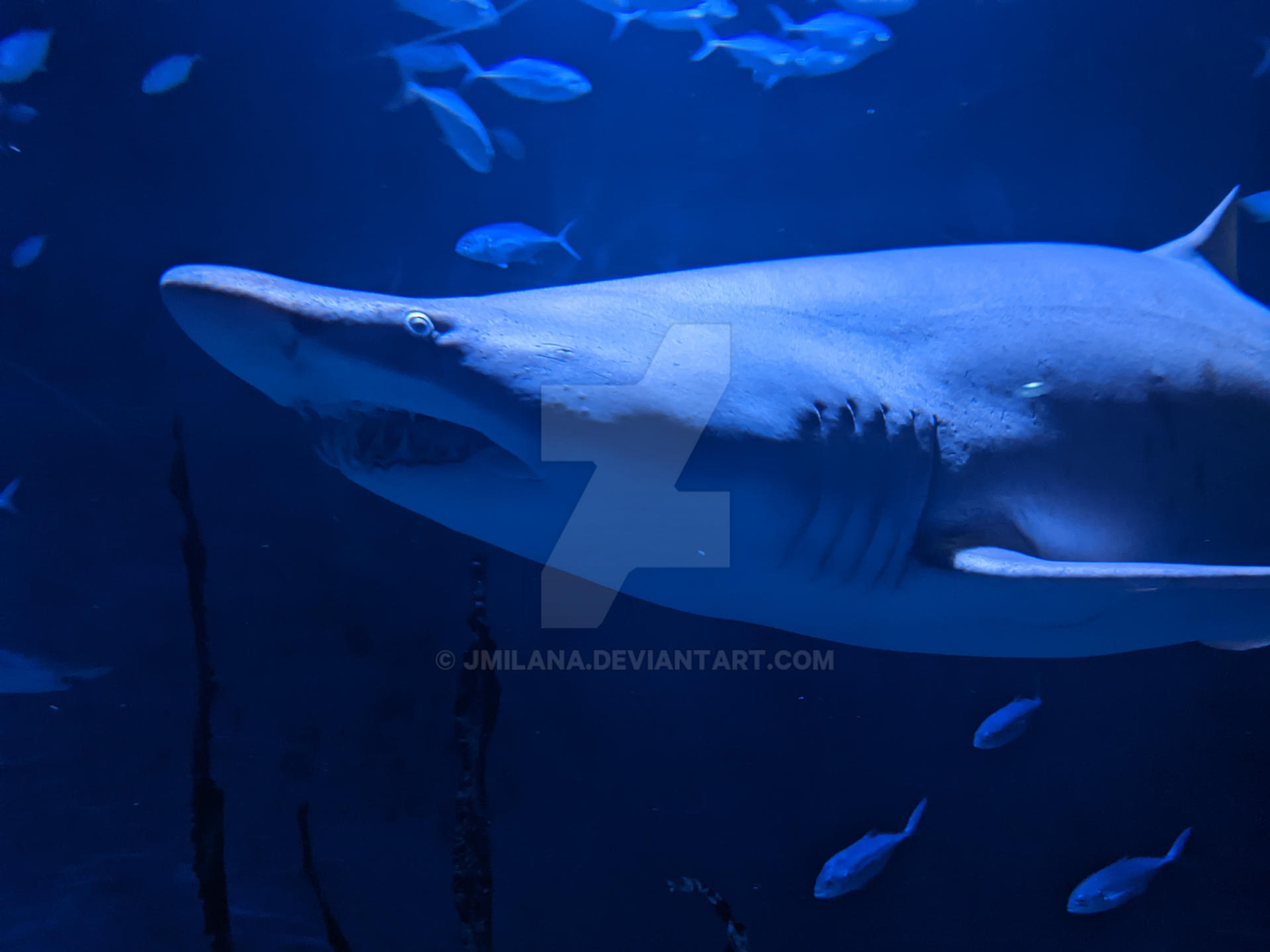 Shark Deviantart Sand Tiger Shark by jmilana on DeviantArt