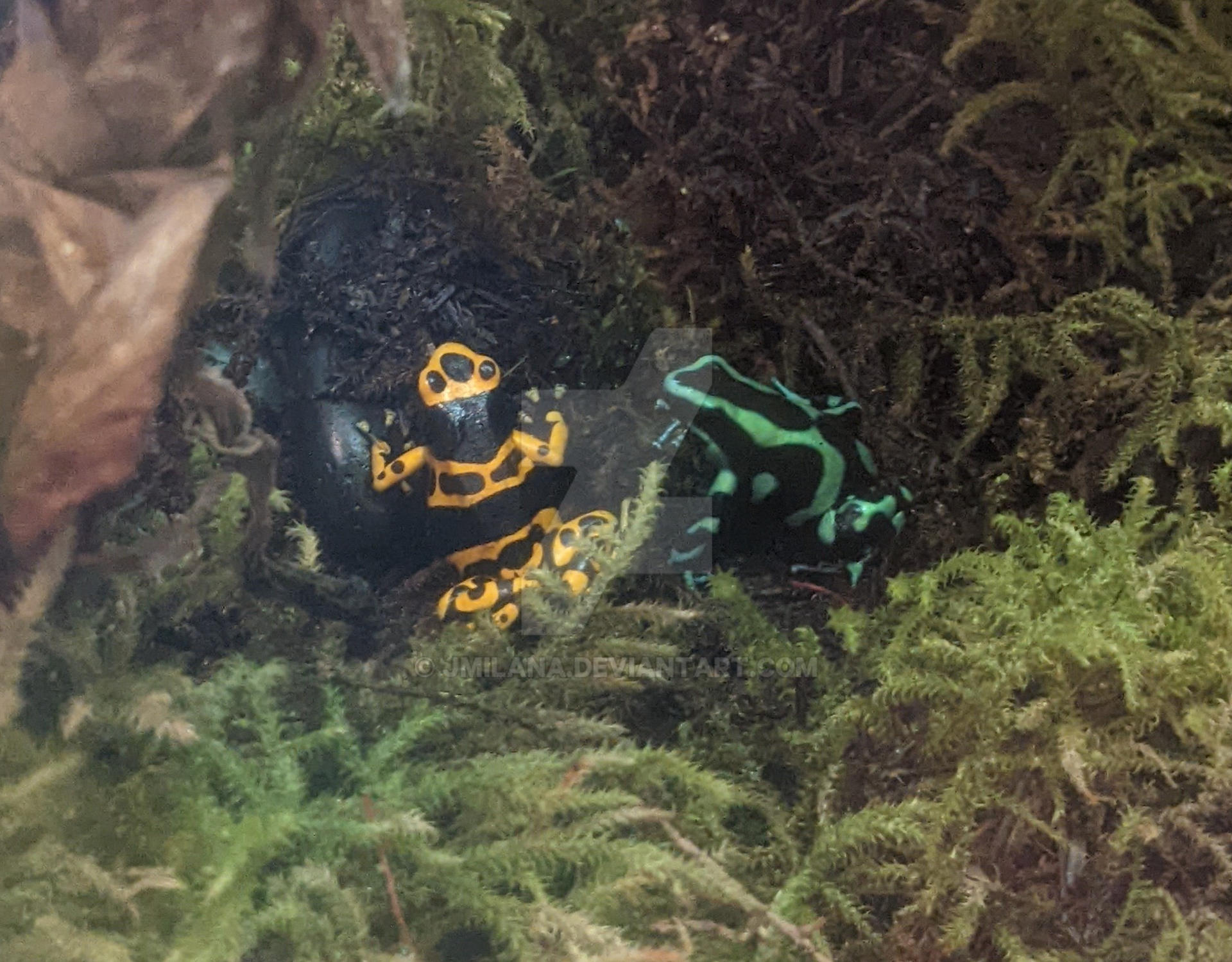 Poison Dart Frogs by jmilana on DeviantArt