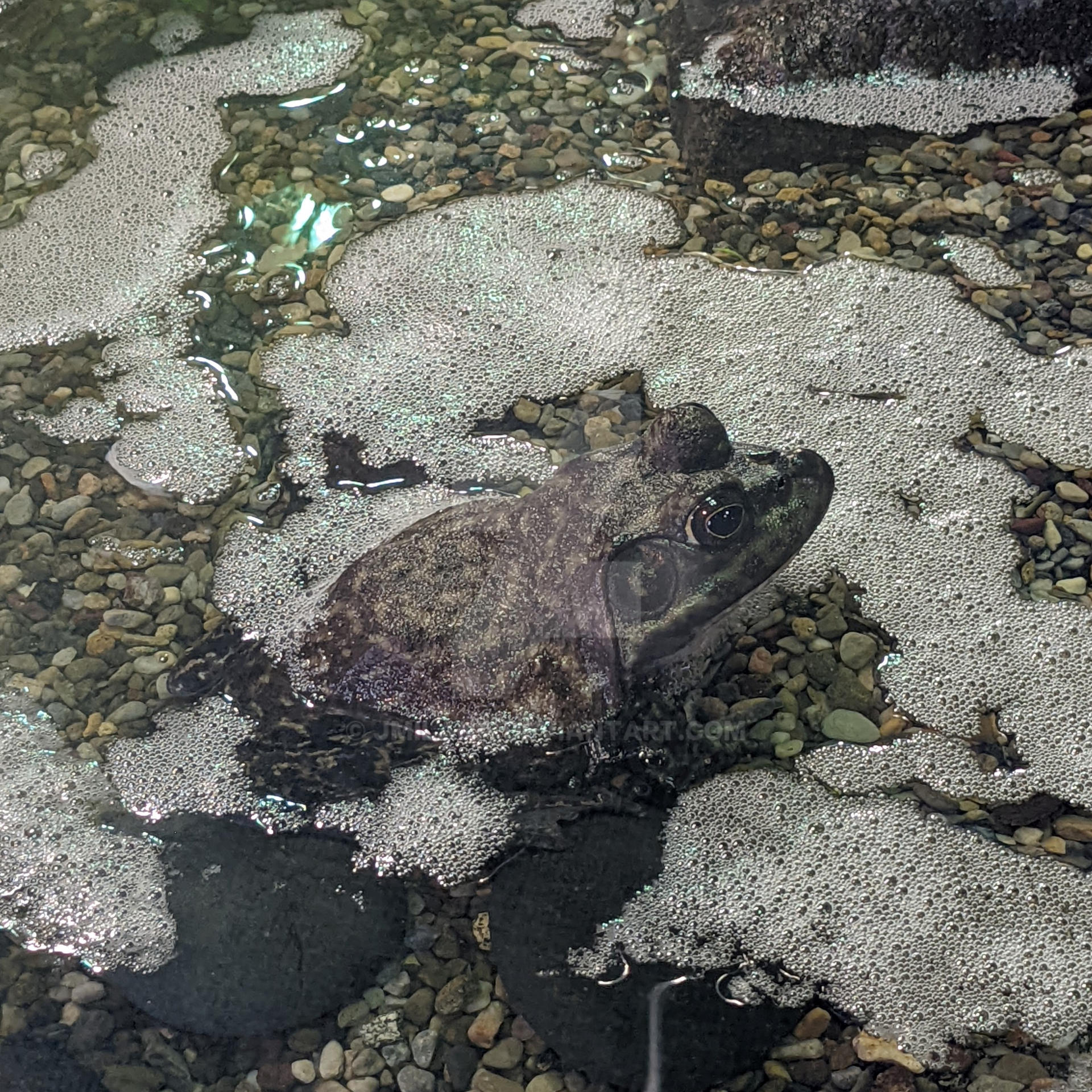 American Bullfrog by jmilana on DeviantArt