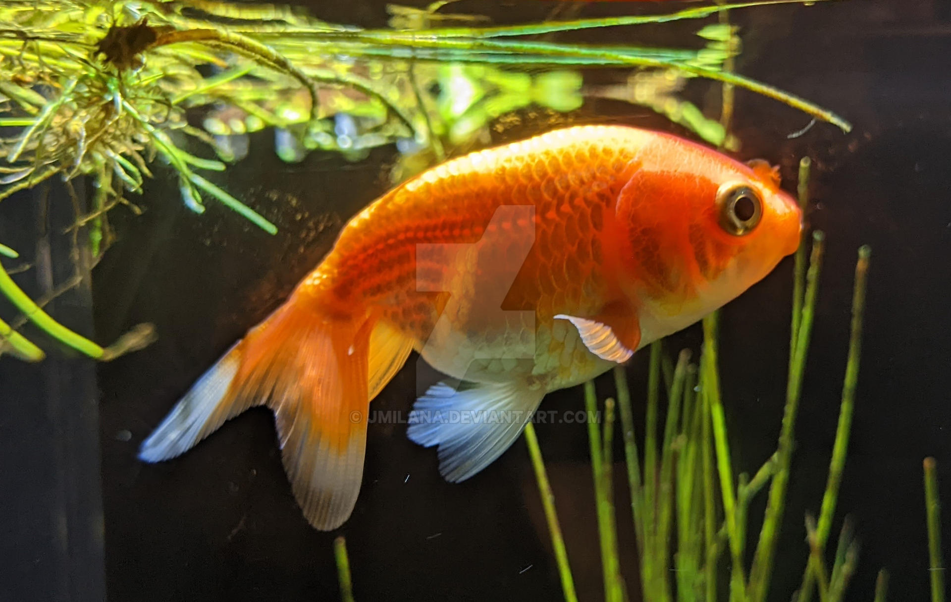 Deviantart 2007 Goldfish Goldfish by jmilana on DeviantArt