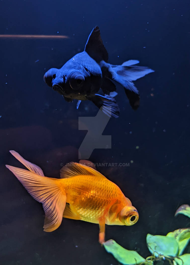 Deviantart 2007 Goldfish Goldfish by jmilana on DeviantArt