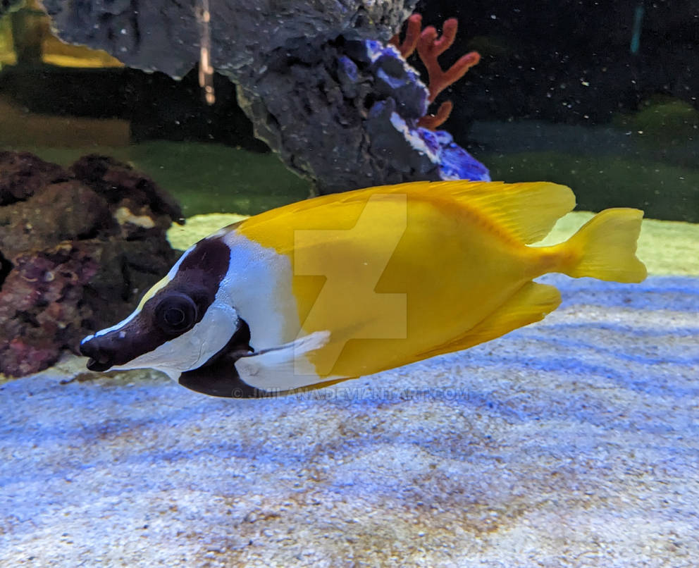 Foxface Rabbitfish by jmilana on DeviantArt