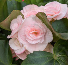 Pink Begonias