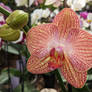 Orchid