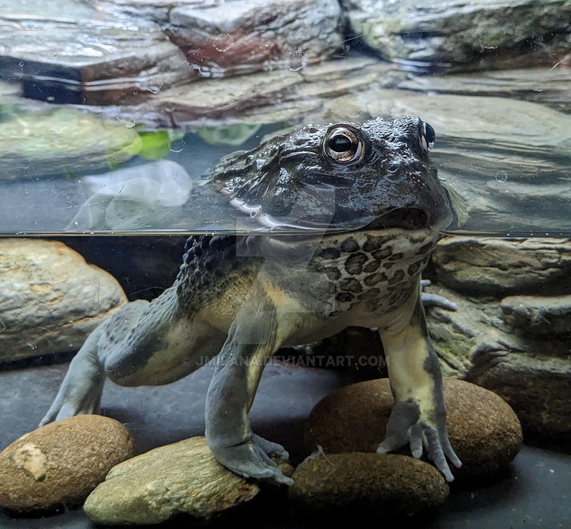 African Bullfrog by jmilana on DeviantArt