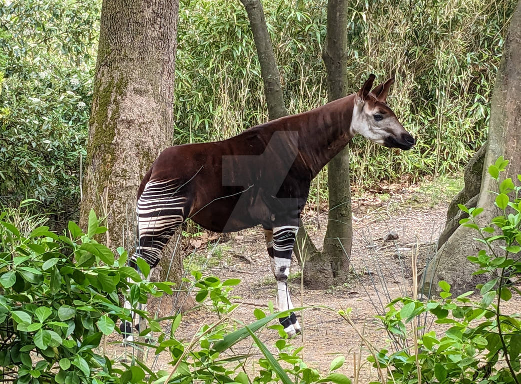 Okapi by jmilana on DeviantArt