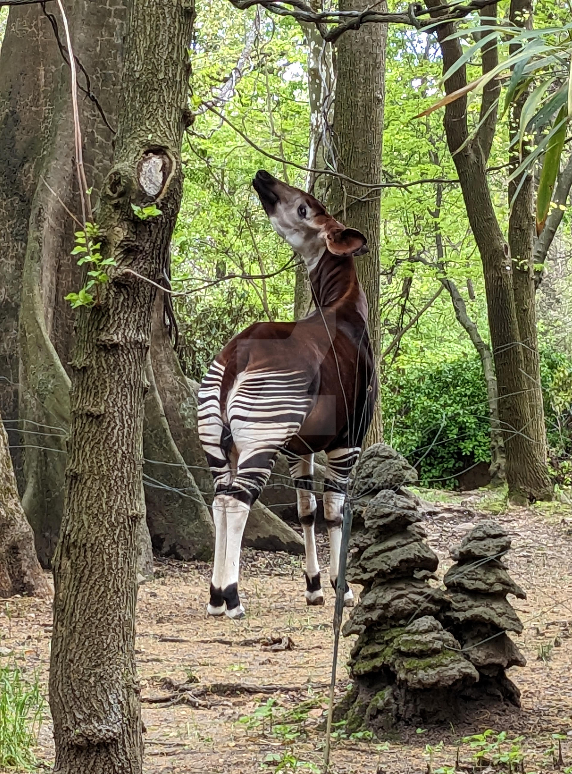 Okapi by jmilana on DeviantArt