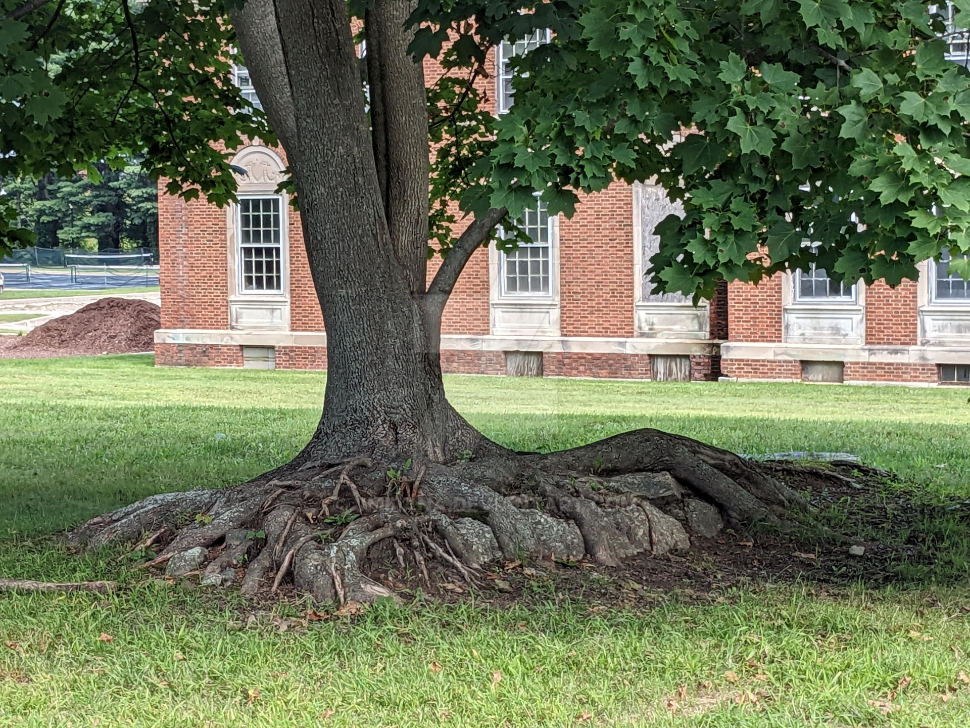 Maple Tree Roots by jmilana on DeviantArt