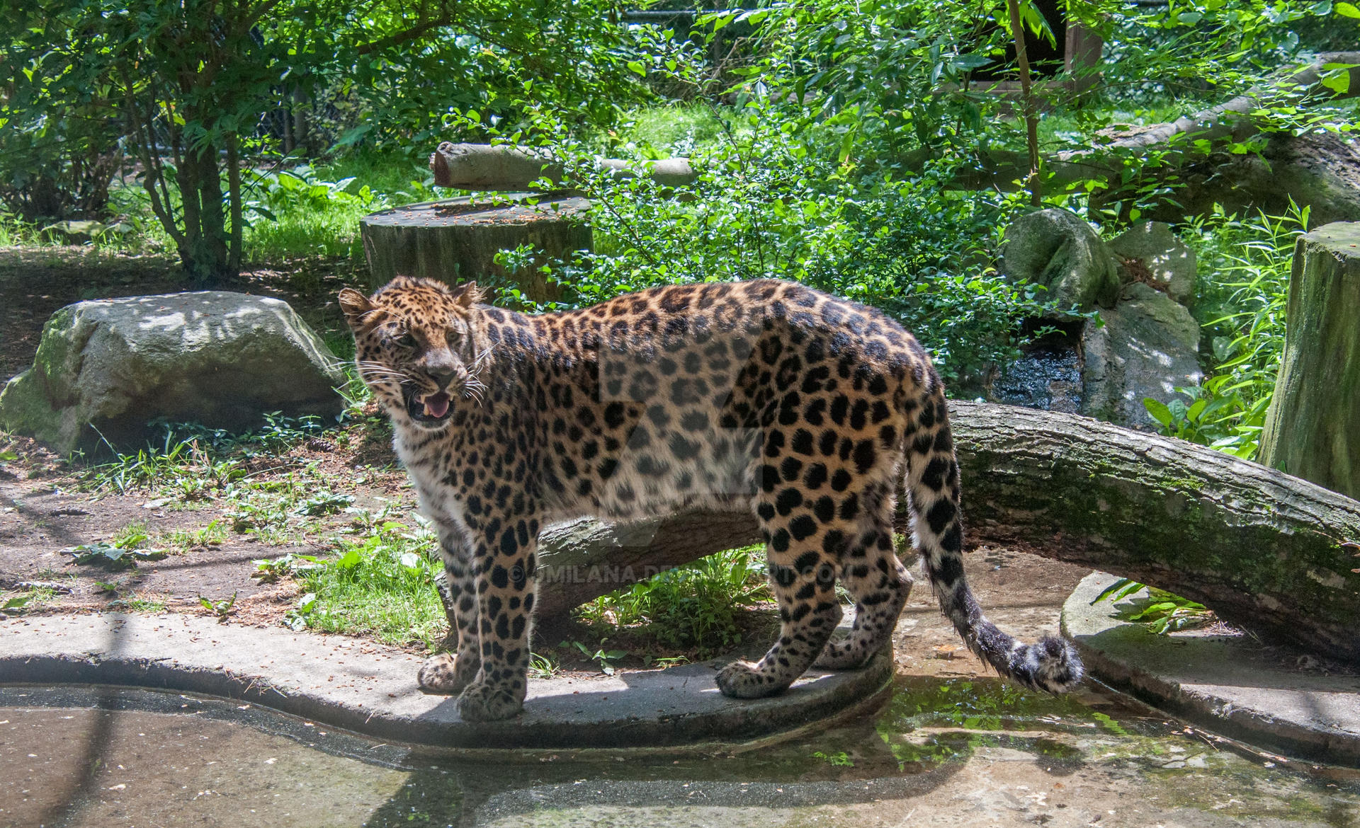 Leopard by jmilana on DeviantArt