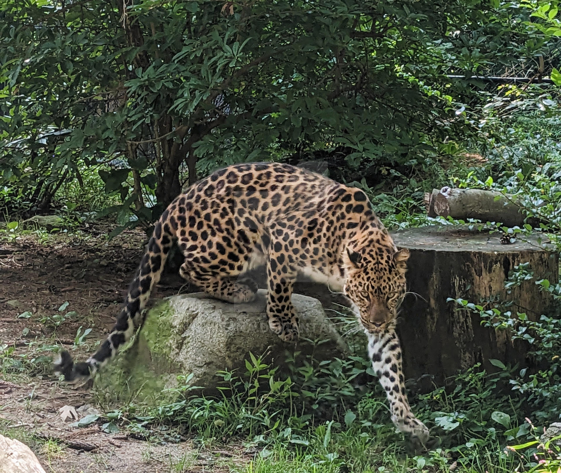 Leopard by jmilana on DeviantArt