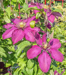 Clematis
