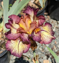 Bearded Iris