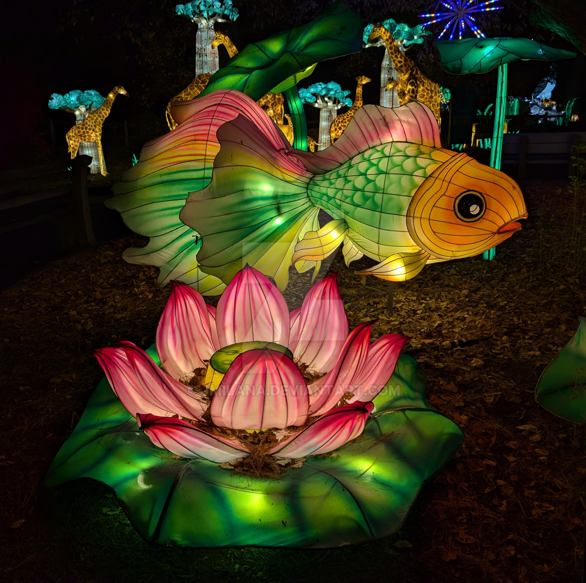 Festival Fish and Lotus Blossom