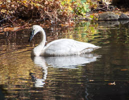 Trumpeter Swan