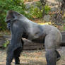 Gorilla