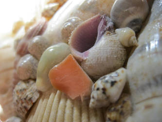 Shells!