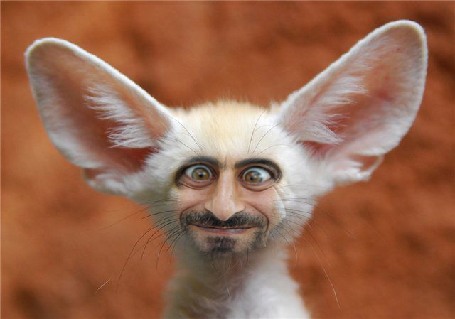 Funny Animal with Man's Face by Roberis on DeviantArt Funny Animal with Man's Face by Roberis on DeviantArt