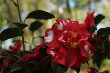 Red Flower Close Up