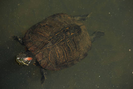 Suspicious Red Eared Slider