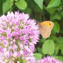 Butterfly on Flower