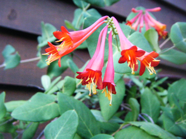 Little Red Flowers