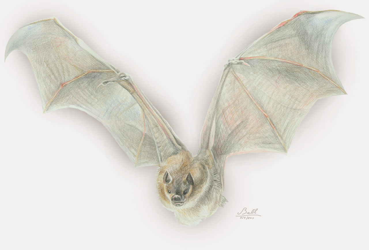 Bat - body by JoshBallArtwork on DeviantArt