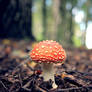 fly-agaric