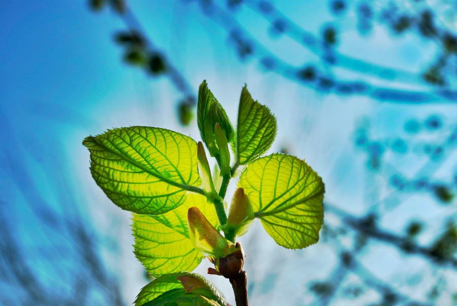 Leaves