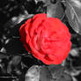 Red flower