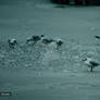 Seagulls 3