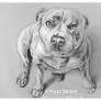 Staffordshire Terrier