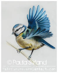 Blue Tit