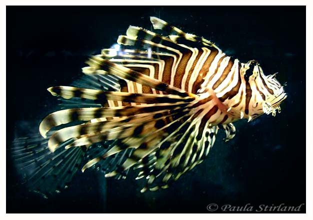 lion fish