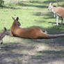 Australian Red Kangaroo 05