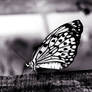 Butterfly 1