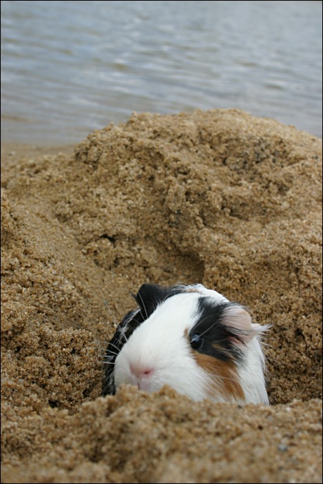 beenie hides in the sand