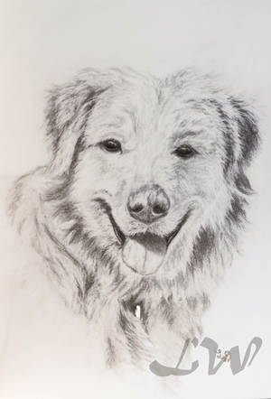 Sketched Dog by CrazyAndFallenForArt Sketched Dog by CrazyAndFallenForArt