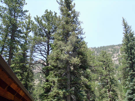 Colorado Trees 3