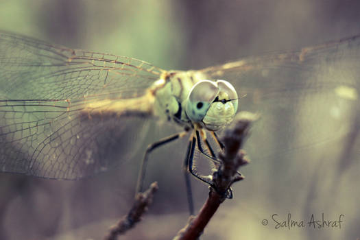 Dragonfly